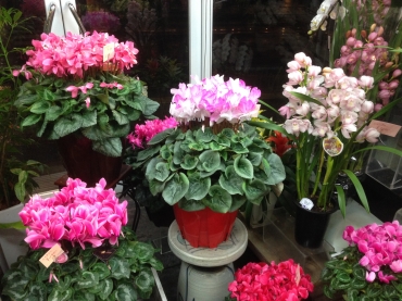 「フローリストしはら」　（福岡県八女市）の花屋店舗写真3